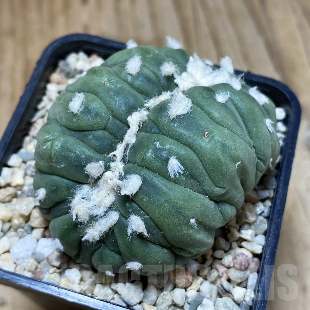 SH1642 Astrophytum asterias f. cristata - Зображення 2