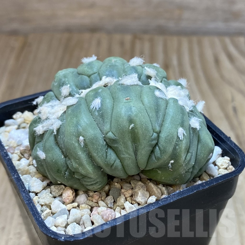 SH1642 Astrophytum asterias f. cristata - Зображення 3