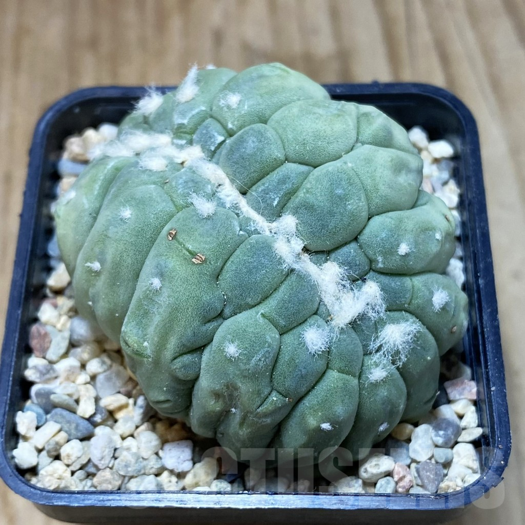 SH1643 Astrophytum asterias f. cristata