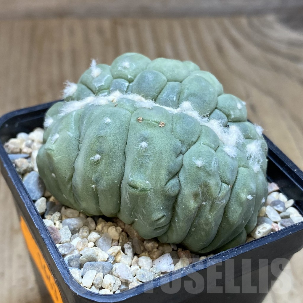 SH1643 Astrophytum asterias f. cristata - Зображення 2