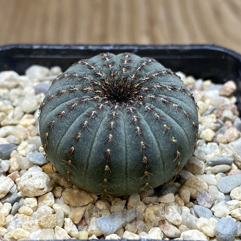 SH1644 Frailea asterioides - Image 2