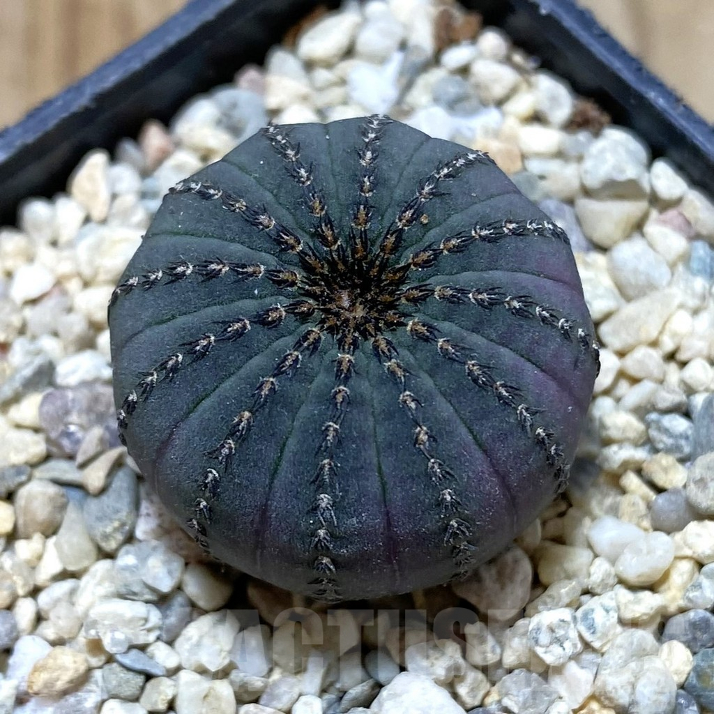 SH1645 Frailea asterioides