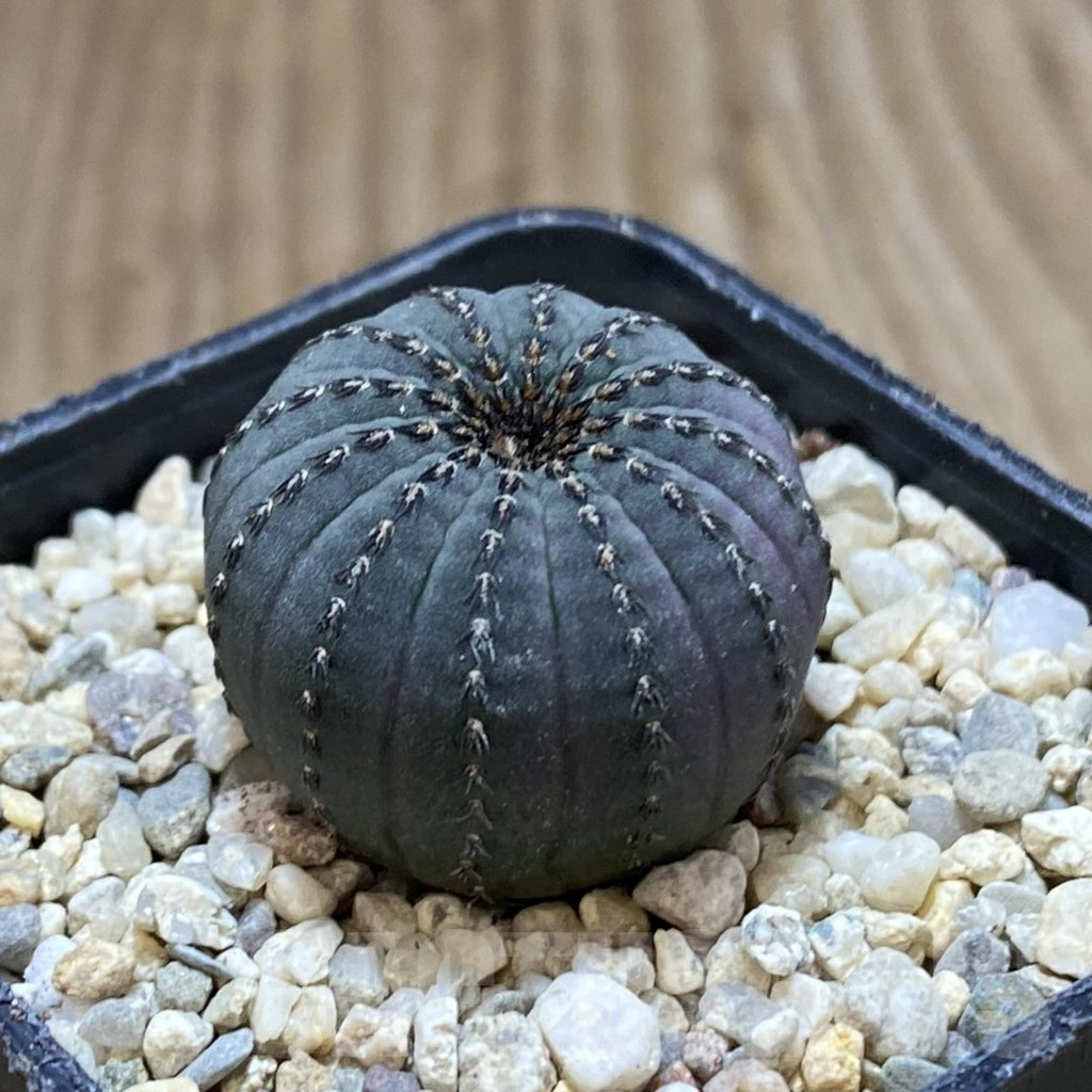 SH1645 Frailea asterioides - Image 2