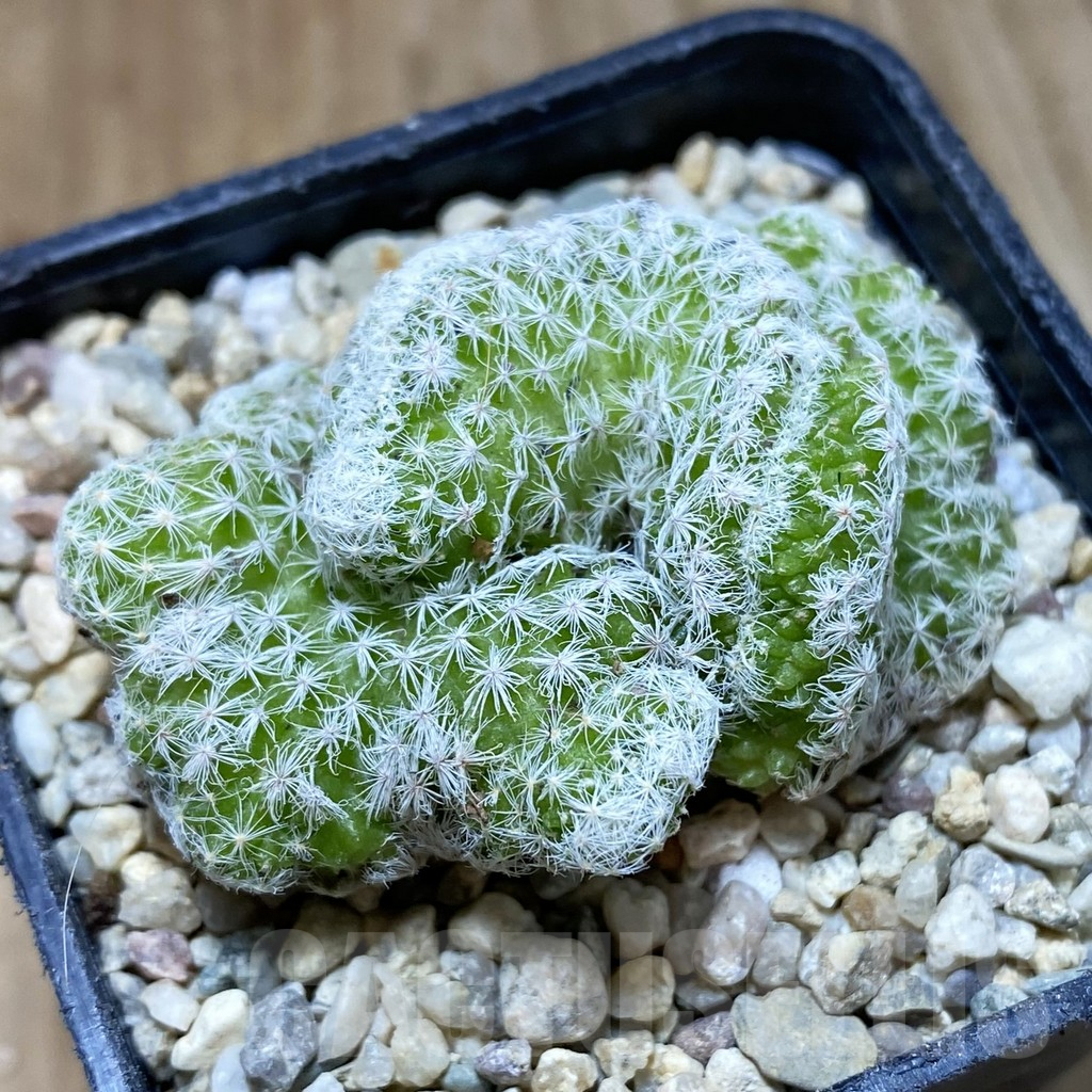 SH1646 Mammillaria humboldtii f. cristata