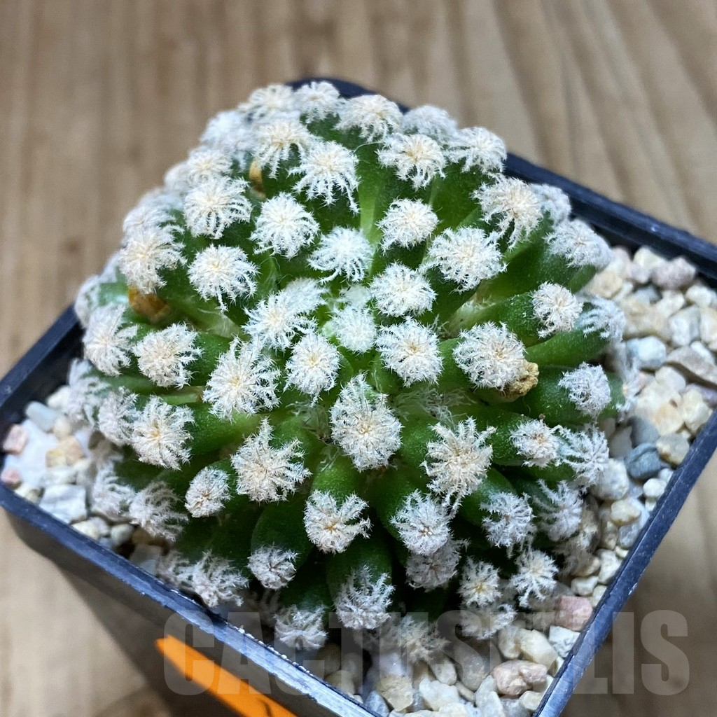 SH1647 Mammillaria plumosa ‘Snow’