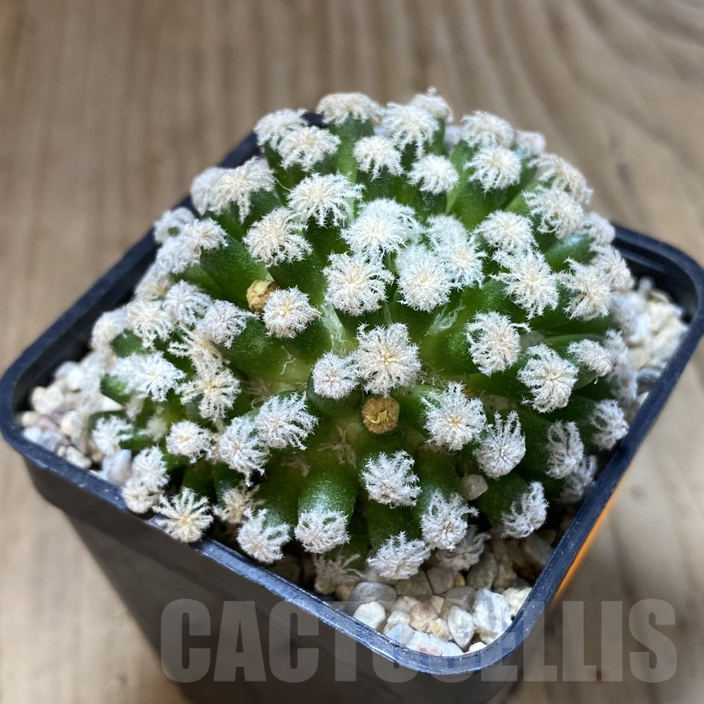 SH1647 Mammillaria plumosa ‘Snow’ - Image 2