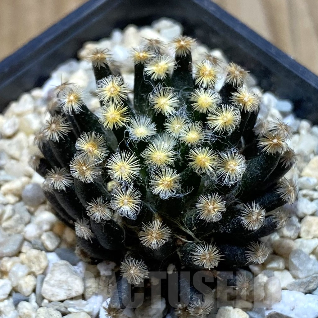 SH1648 Mammillaria schiedeana ‘Kuro Hada’