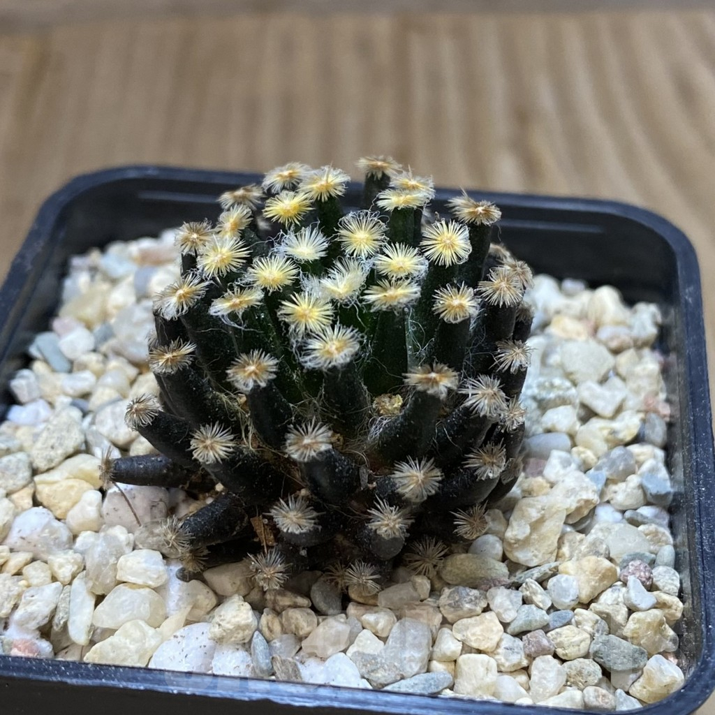 SH1648 Mammillaria schiedeana ‘Kuro Hada’ - Image 2