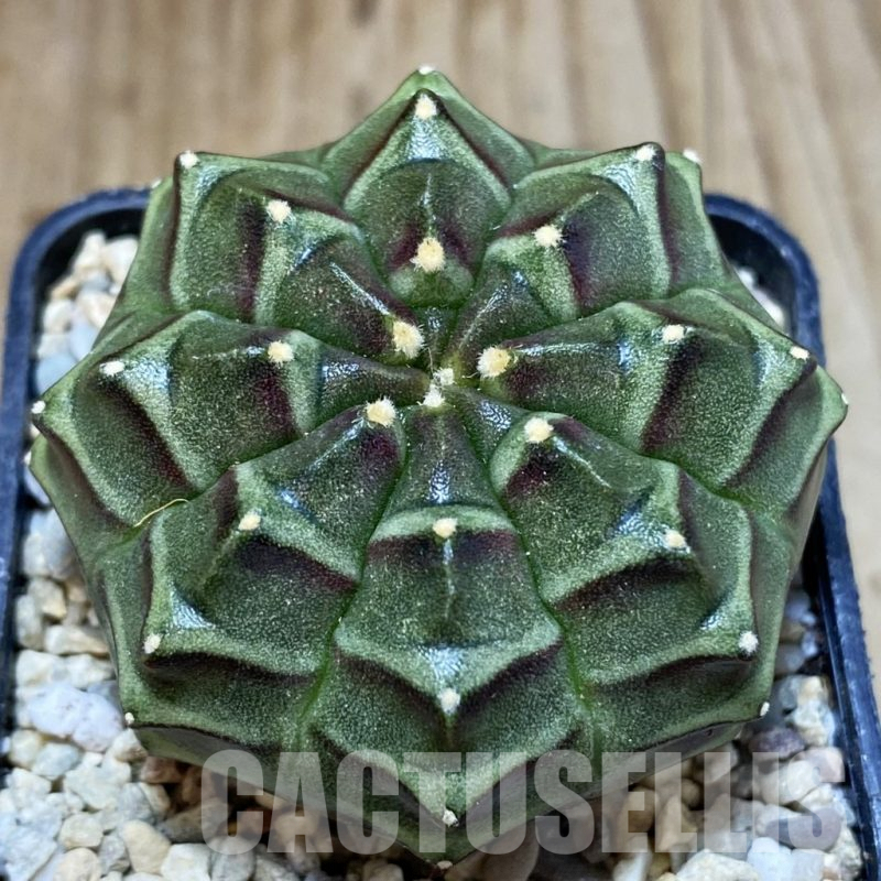 SH1653 Gymnocalycium mihanovichii ‘Day Dream’, seedling