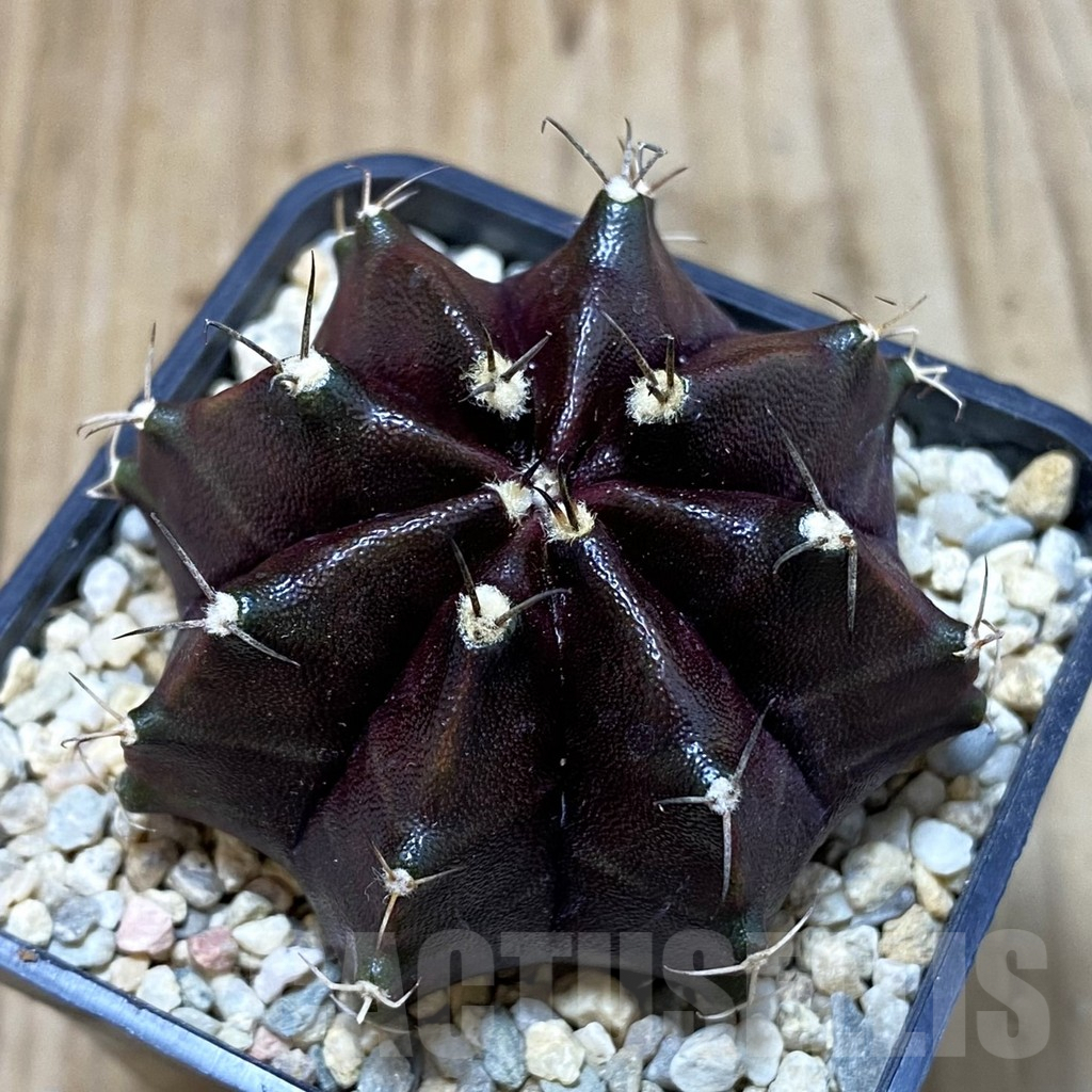 SH1654 Gymnocalycium mihanovichii ‘Day Dream’ x ‘ Black Widow’