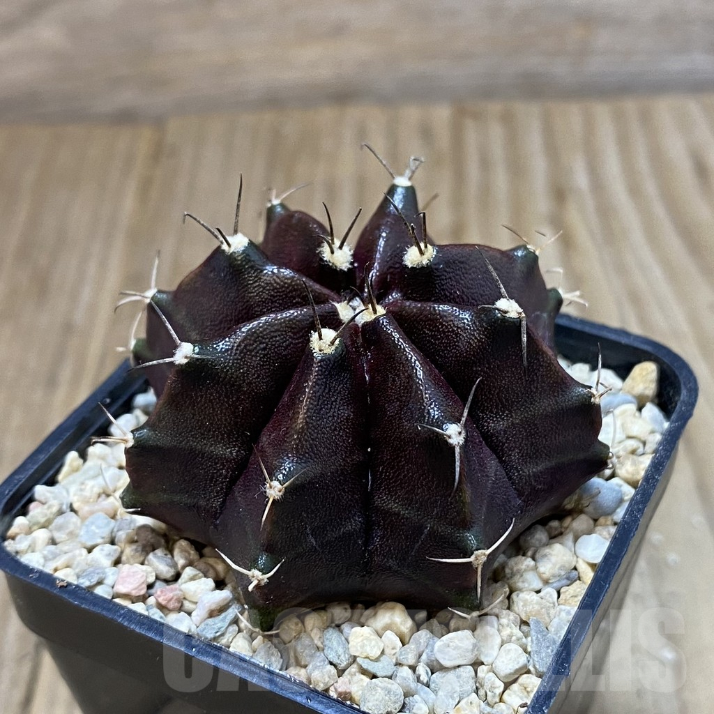 SH1654 Gymnocalycium mihanovichii ‘Day Dream’ x ‘ Black Widow’ - immagine 2