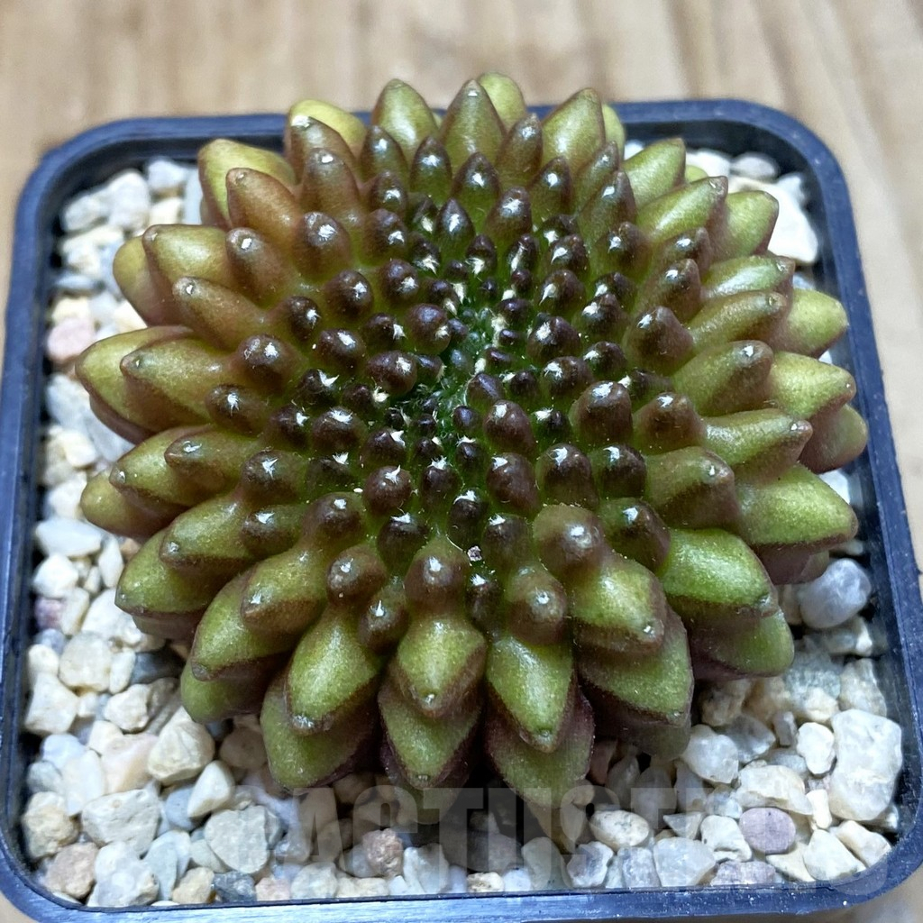 SH1655 Gymnocalycium mihanovichii ‘inermis’ f. cristata