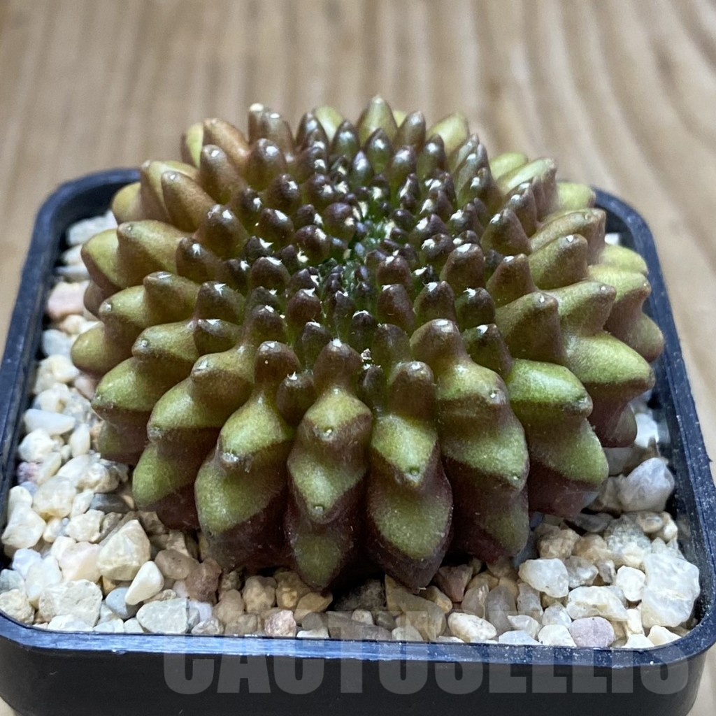 SH1655 Gymnocalycium mihanovichii ‘inermis’ f. cristata - Image 2