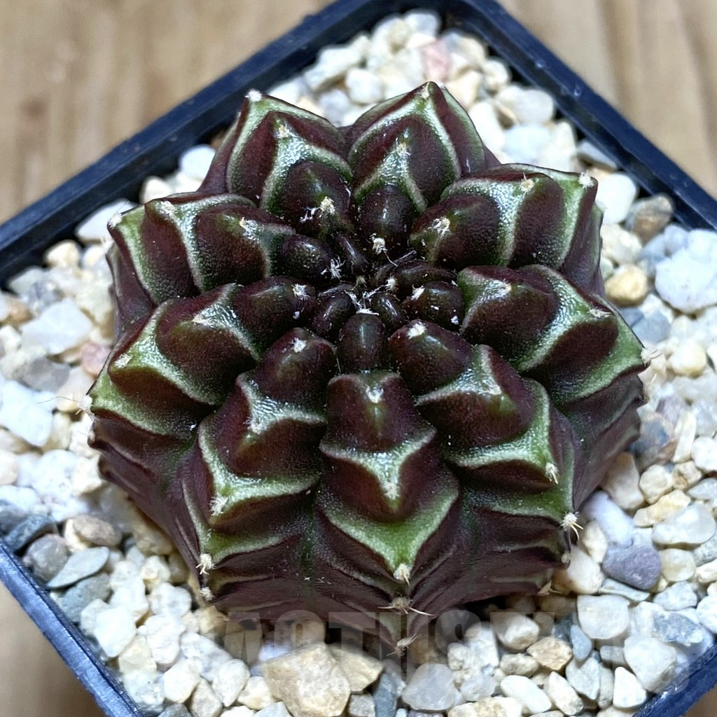 SH1656 Gymnocalycium mihanovichii ‘Nana’ x ‘Day Dream’, seedling