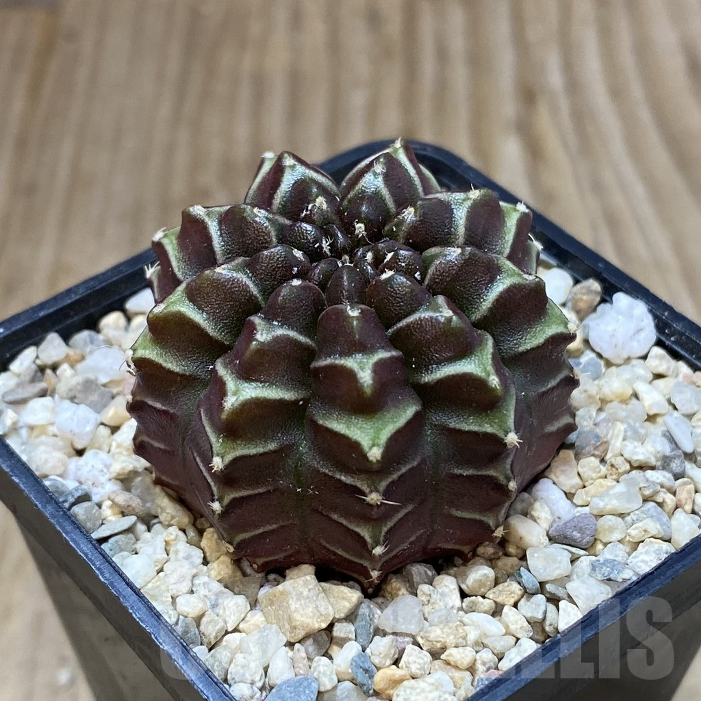 SH1656 Gymnocalycium mihanovichii ‘Nana’ x ‘Day Dream’, seedling - 画像 (2)