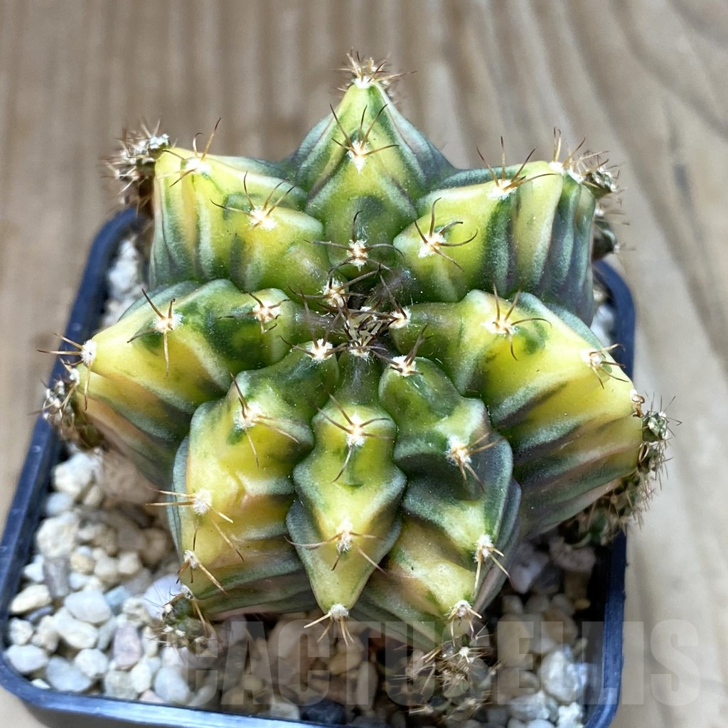 SH1657 Gymnocalycium mihanovichii ‘Root Beer' - 画像 (2)