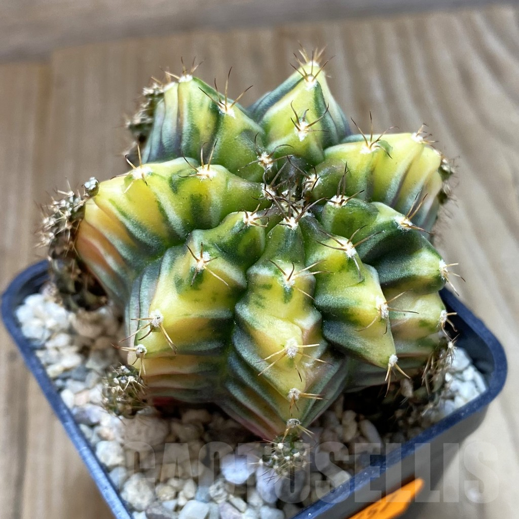 SH1657 Gymnocalycium mihanovichii ‘Root Beer'