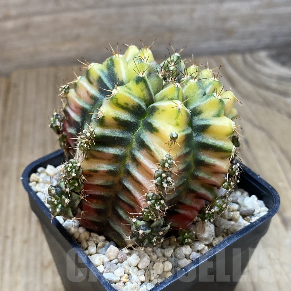 SH1657 Gymnocalycium mihanovichii ‘Root Beer' - 画像 (3)