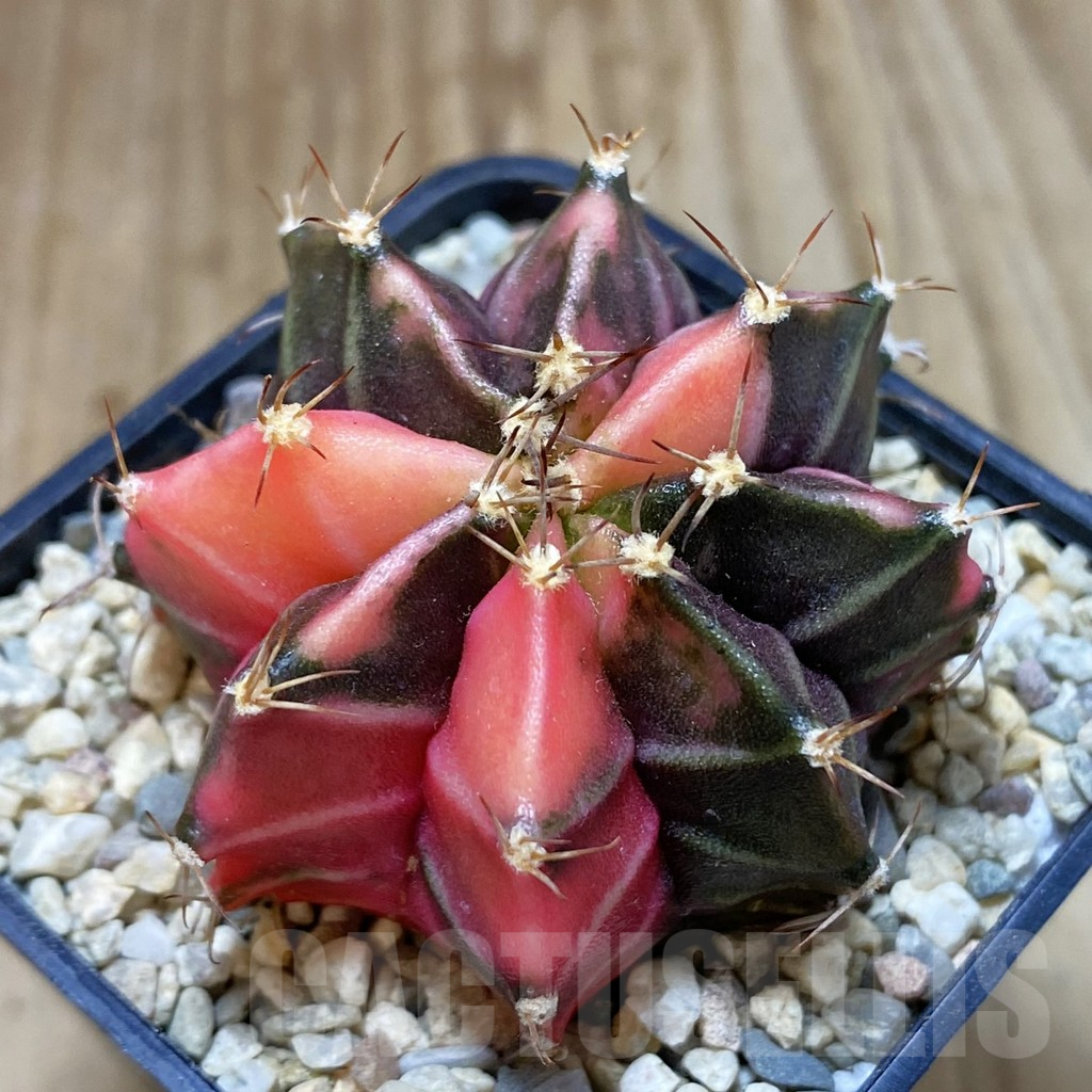 SH1658 Gymnocalycium mihanovichii f. variegata, seedling