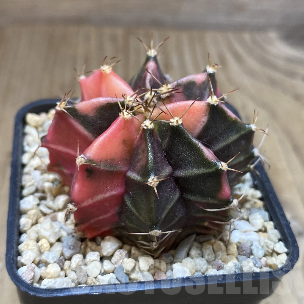 SH1658 Gymnocalycium mihanovichii f. variegata, seedling - Image 2