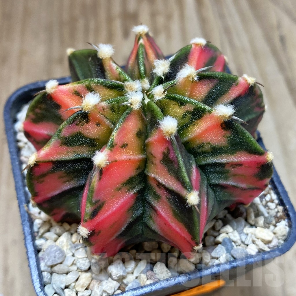SH1659 Gymnocalycium friedrichii f. variegata, seedling