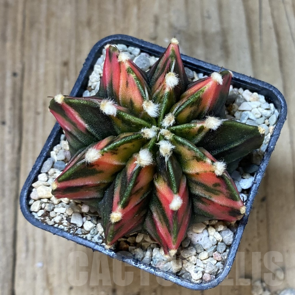 SH1659 Gymnocalycium friedrichii f. variegata, seedling - Image 3