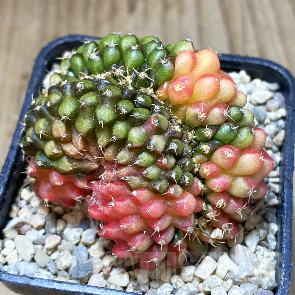 SH1662 Gymnocalycium mihanovichii ‘inermis’ f. variegata