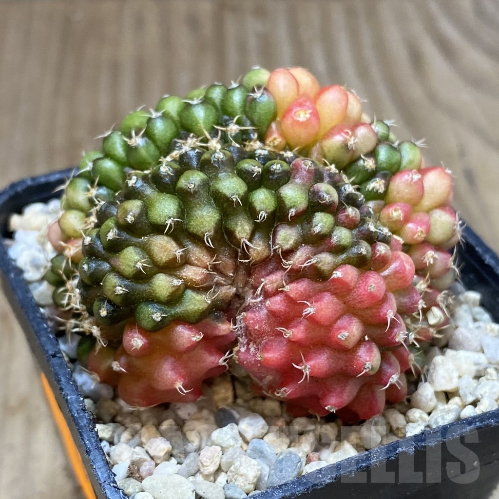 SH1662 Gymnocalycium mihanovichii ‘inermis’ f. variegata - Image 2