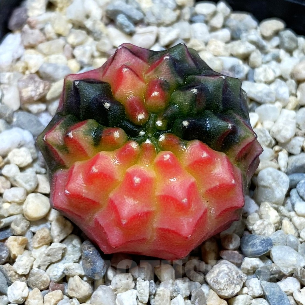 SH1664 Gymnocalycium mihanovichii ‘inermis’ f. variegata