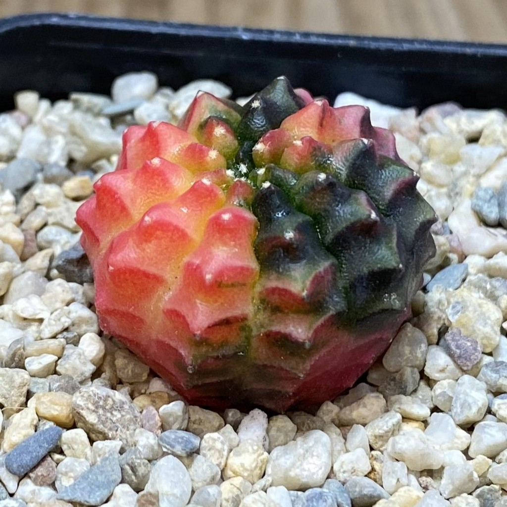 SH1664 Gymnocalycium mihanovichii ‘inermis’ f. variegata - Зображення 2