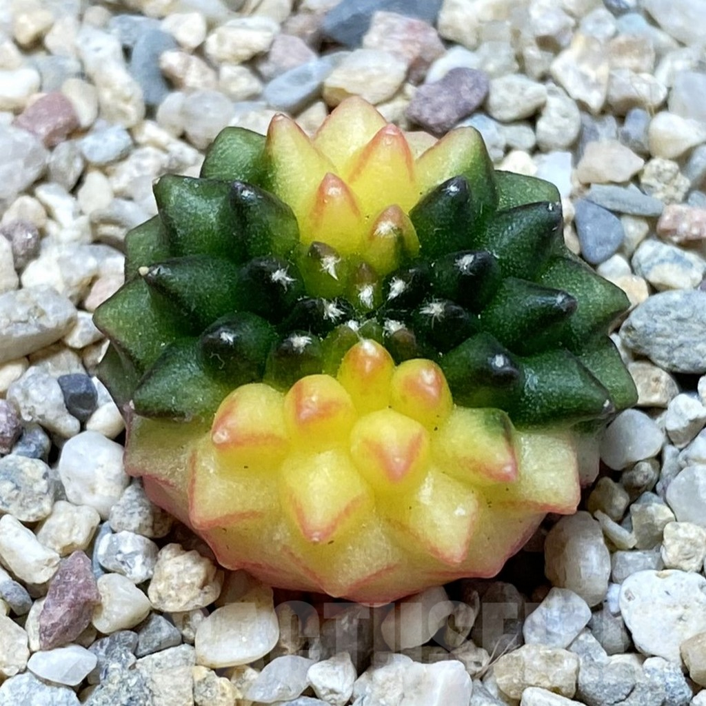 SH1666 Gymnocalycium mihanovichii ‘inermis’ f. variegata