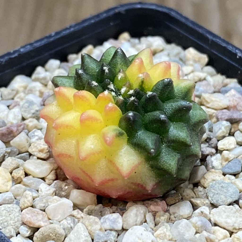 SH1666 Gymnocalycium mihanovichii ‘inermis’ f. variegata - Зображення 2