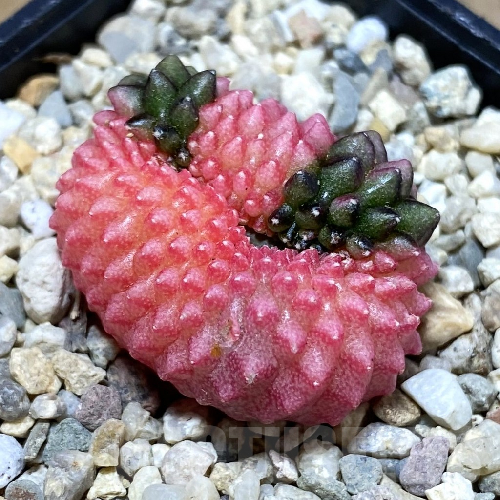 SH1668 Gymnocalycium mihanovichii ‘inermis’ f. variegata cristata