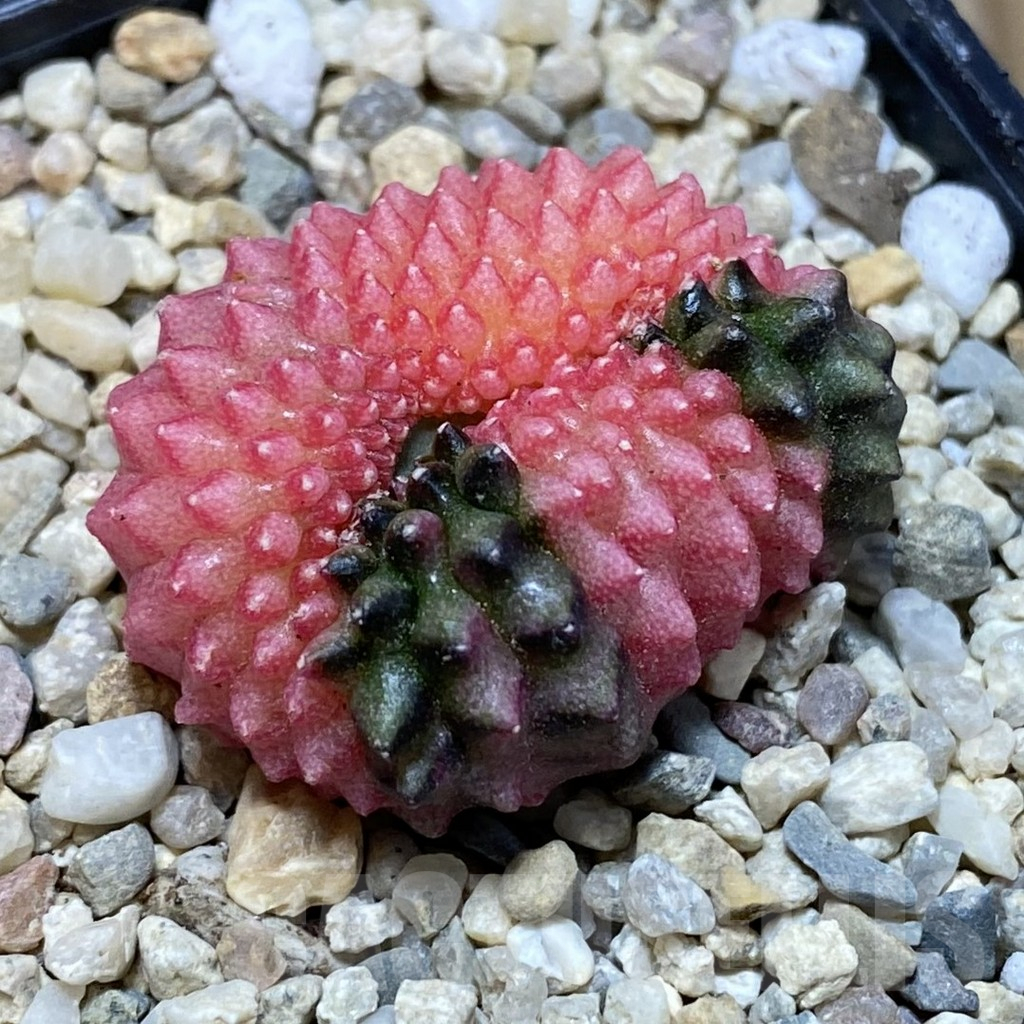 SH1668 Gymnocalycium mihanovichii ‘inermis’ f. variegata cristata - immagine 2