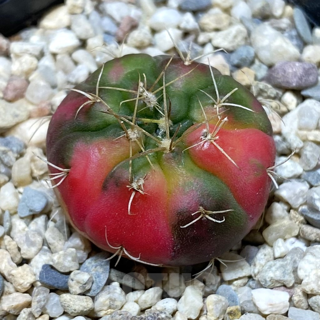 SH1669 Gymnocalycium damsii f. variegata
