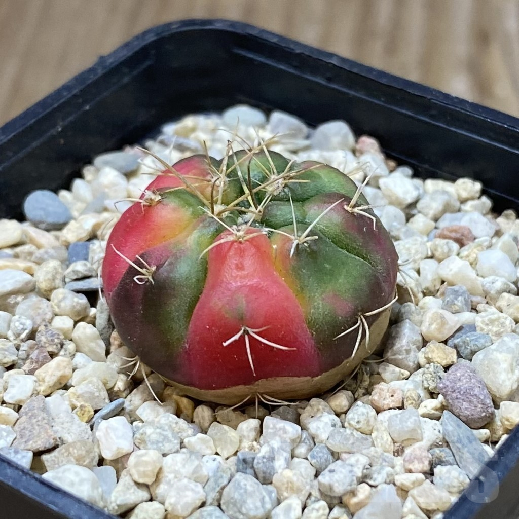 SH1669 Gymnocalycium damsii f. variegata - 画像 (2)