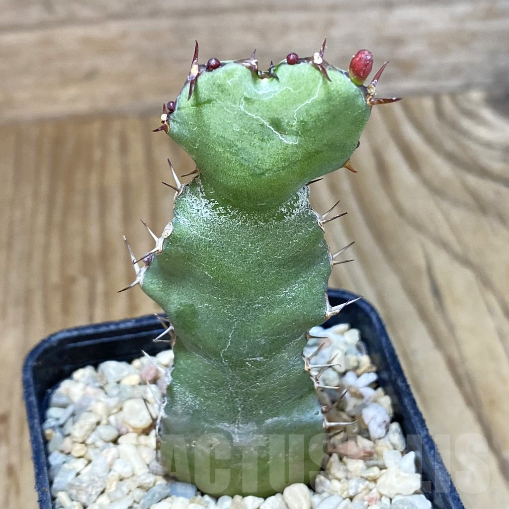 SH1607 Euphorbia opuntioides