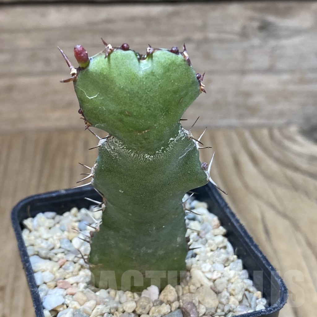 SH1607 Euphorbia opuntioides - Obrázek 2