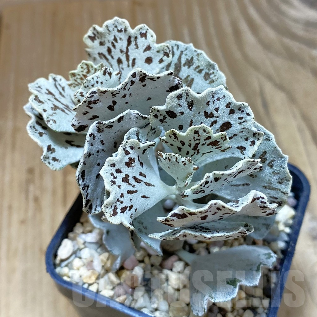 SH1608 Kalanchoe rhombopilosa