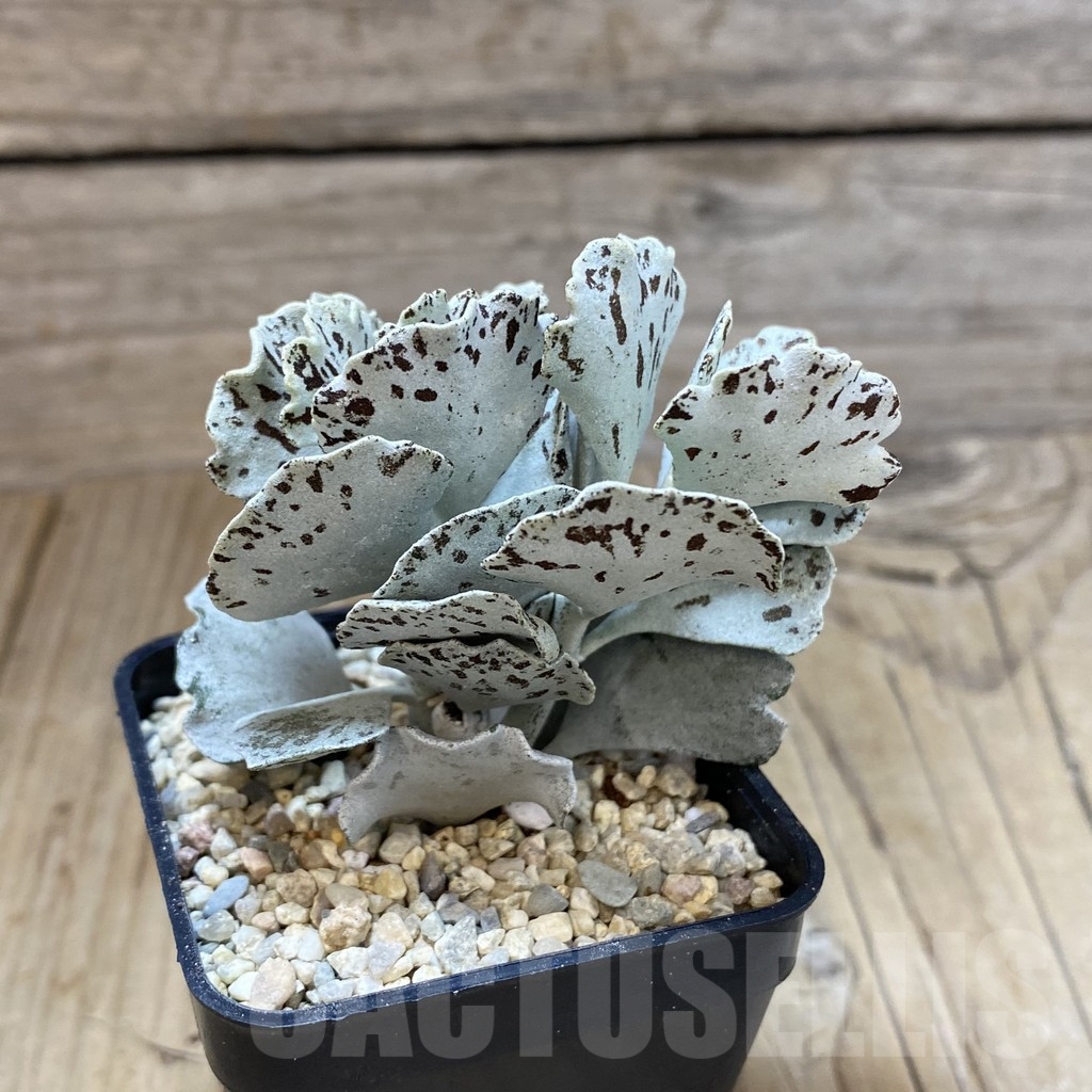 SH1608 Kalanchoe rhombopilosa - immagine 2