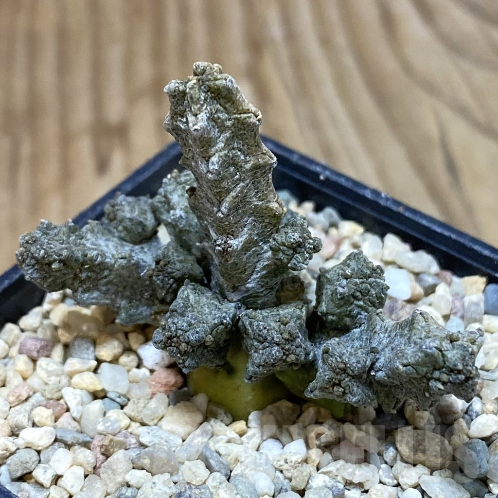 SH1610 Pseudolithos mccoyi