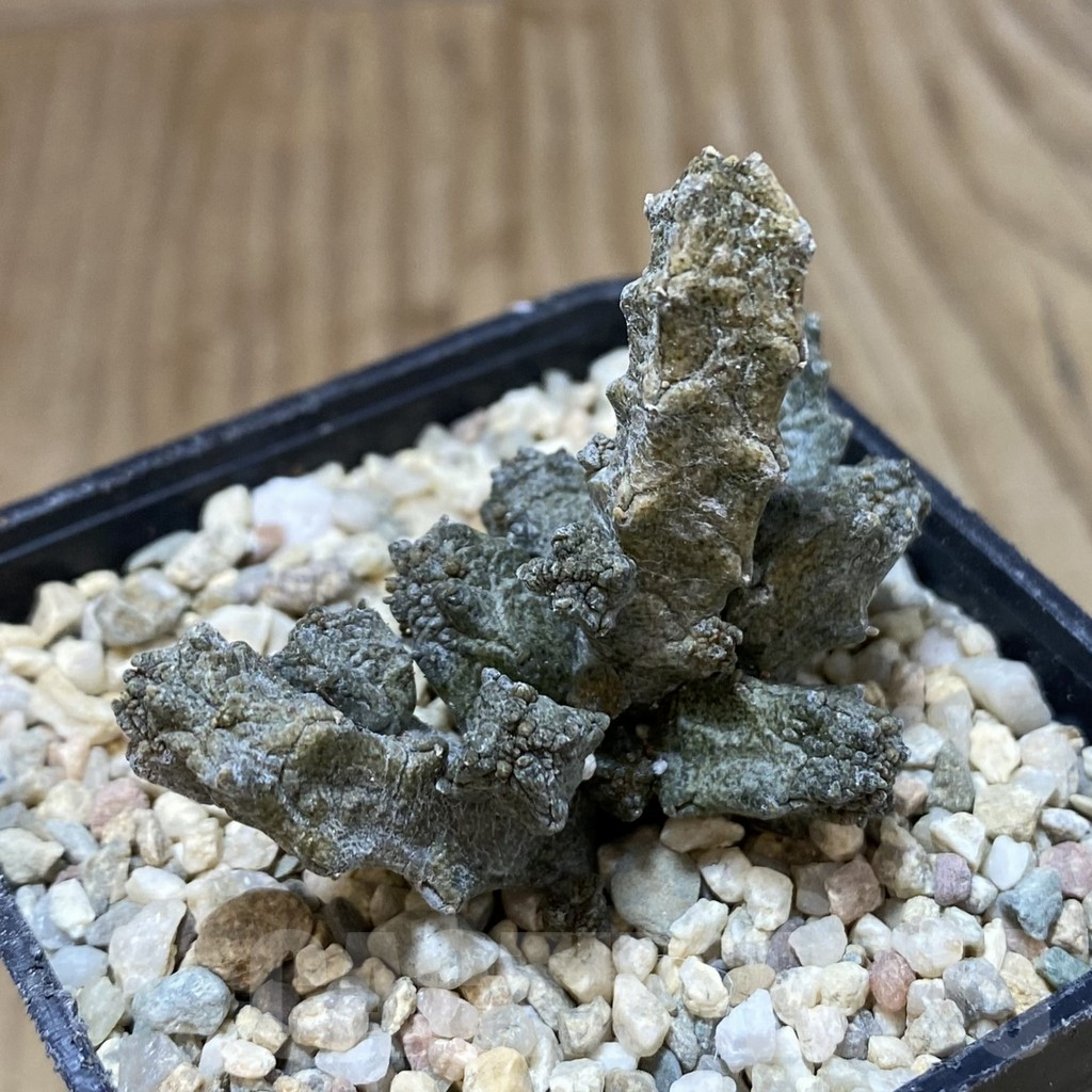 SH1610 Pseudolithos mccoyi - Image 2