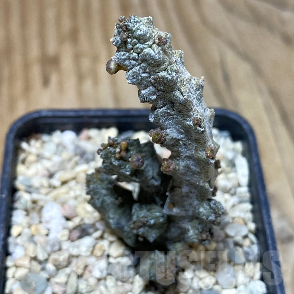SH1611 Pseudolithos mccoyi