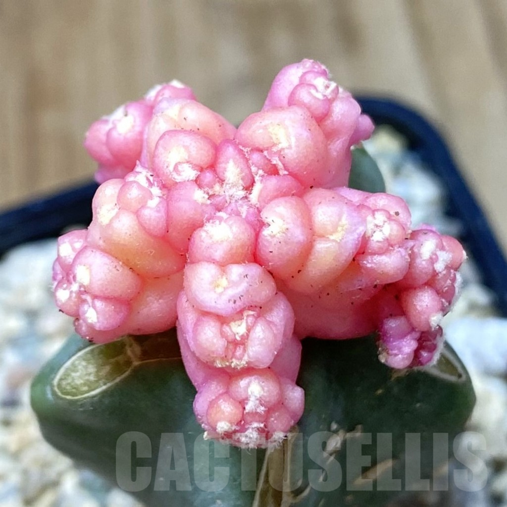 SH1612 Gymnocalycium mihanovichii ‘Transformer’ f. variegata, grafted