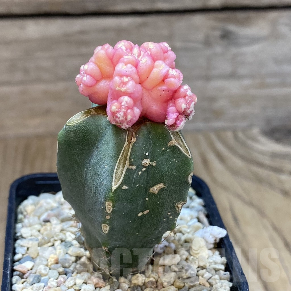 SH1612 Gymnocalycium mihanovichii ‘Transformer’ f. variegata, grafted - Image 2