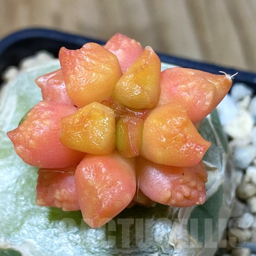 SH1615 Ariocarpus f. variegata, grafted