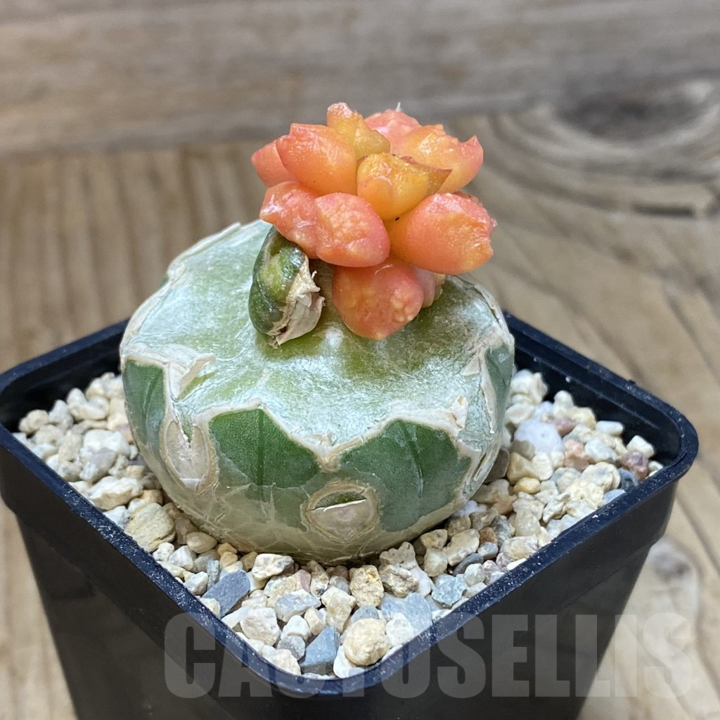 SH1615 Ariocarpus f. variegata, grafted - Image 2