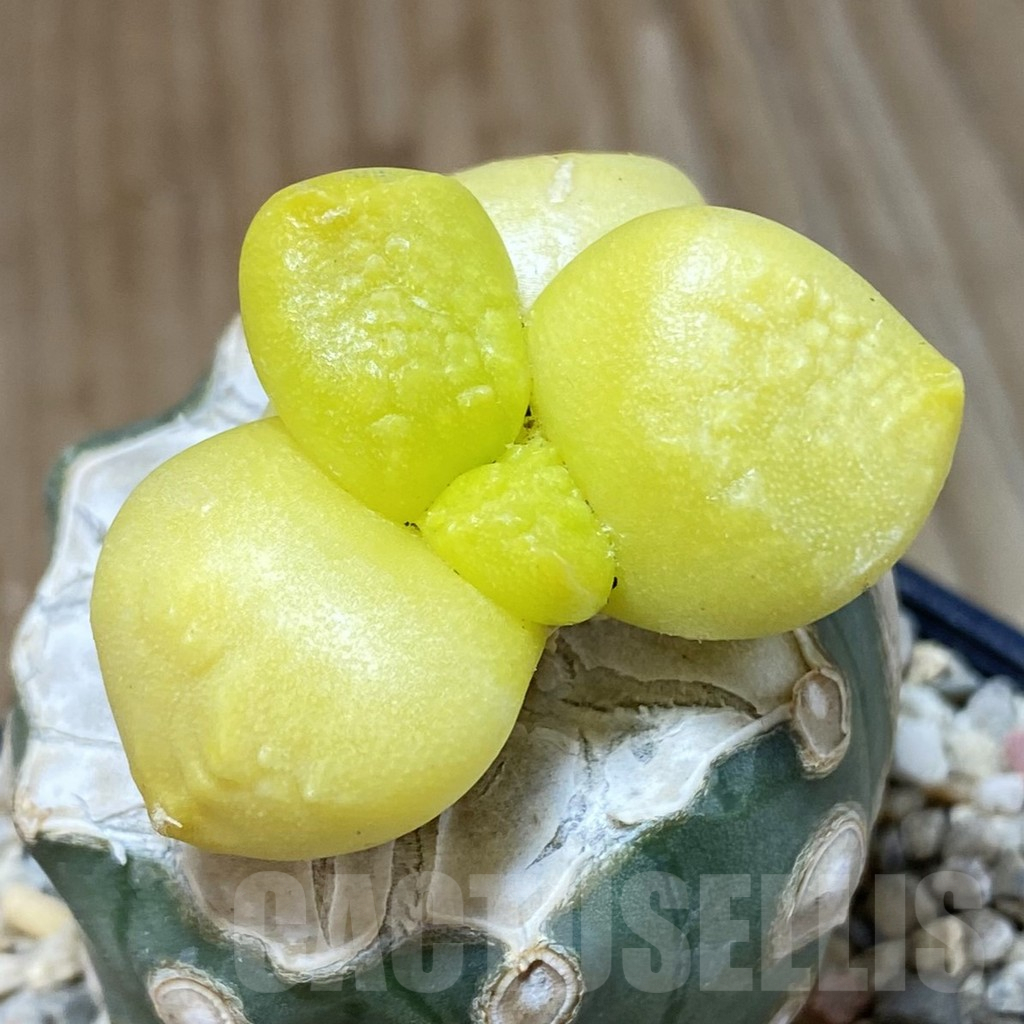 SH1616 Ariocarpus f. variegata, grafted