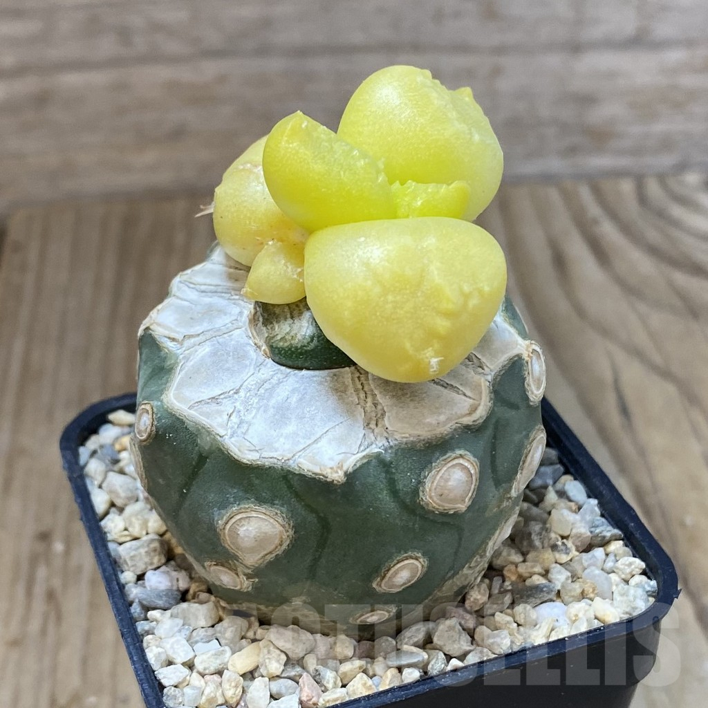 SH1616 Ariocarpus f. variegata, grafted - Зображення 2