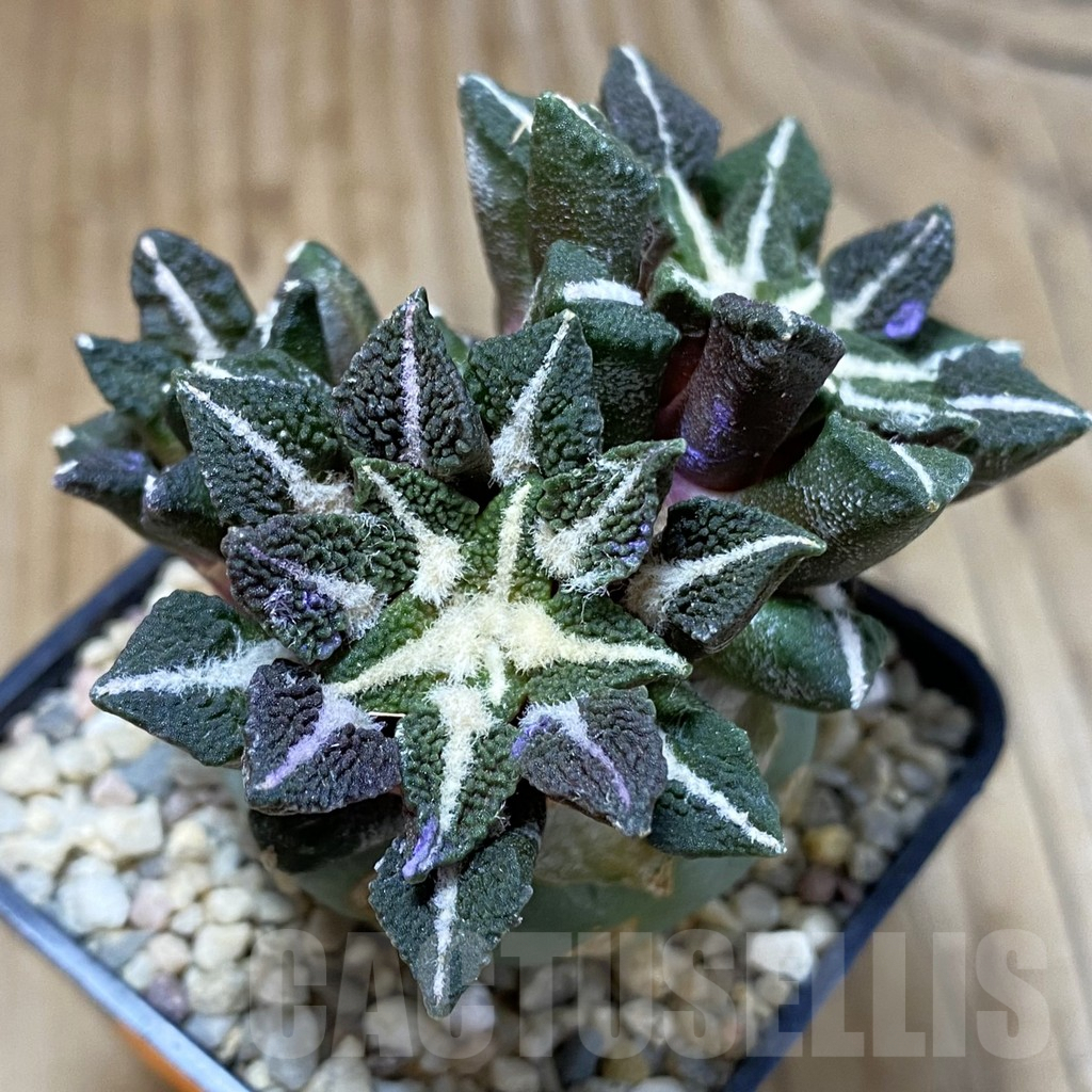 SH1617 Ariocarpus kotschoubeyanus v. elephantidens, grafted